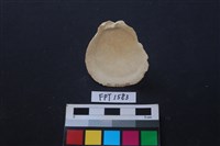 貝殼藏品圖，第2張