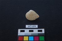 貝殼藏品圖，第1張