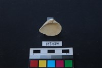 貝殼藏品圖，第2張