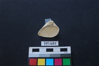 貝殼藏品圖，第2張