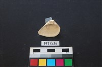 貝殼藏品圖，第2張