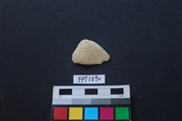 貝殼藏品圖，第1張