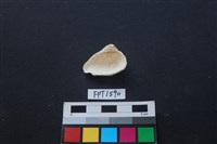 貝殼藏品圖，第2張