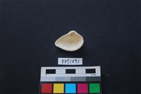 貝殼藏品圖，第2張