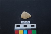 貝殼藏品圖，第1張