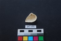 貝殼藏品圖，第2張