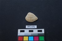 貝殼藏品圖，第1張