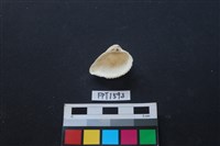 貝殼藏品圖，第2張