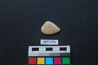 貝殼藏品圖，第1張