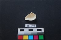 貝殼藏品圖，第2張