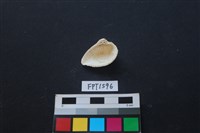 貝殼藏品圖，第2張