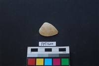 貝殼藏品圖，第1張