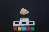 貝殼藏品圖，第1張