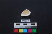 貝殼藏品圖，第2張