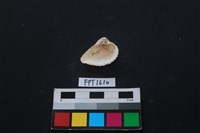 貝殼藏品圖，第2張