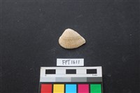 貝殼藏品圖，第1張