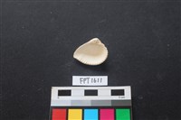 貝殼藏品圖，第2張