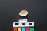 貝殼藏品圖，第2張