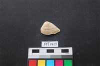 貝殼藏品圖，第1張