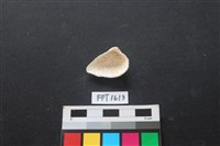 貝殼藏品圖，第2張