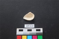 貝殼藏品圖，第2張