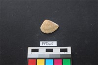 貝殼藏品圖，第1張