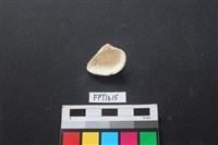 貝殼藏品圖，第2張