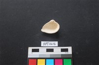 貝殼藏品圖，第2張