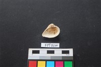 貝殼藏品圖，第2張