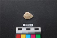 貝殼藏品圖，第1張