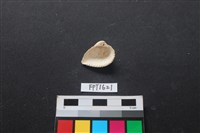 貝殼藏品圖，第2張