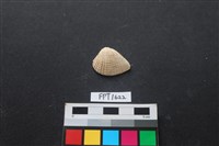 貝殼藏品圖，第1張