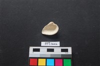 貝殼藏品圖，第2張