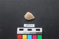 貝殼藏品圖，第1張