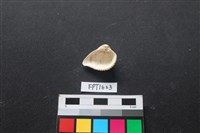 貝殼藏品圖，第2張