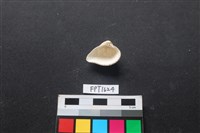 貝殼藏品圖，第2張