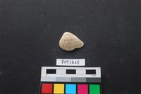 貝殼藏品圖，第1張