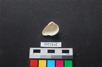 貝殼藏品圖，第2張