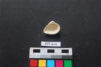 貝殼藏品圖，第2張