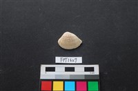 貝殼藏品圖，第1張