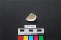 貝殼藏品圖，第2張