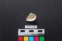 貝殼藏品圖，第2張