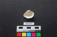 貝殼藏品圖，第2張