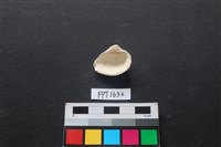 貝殼藏品圖，第2張