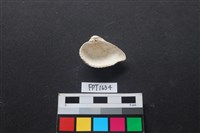 貝殼藏品圖，第2張