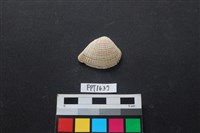 貝殼藏品圖，第1張