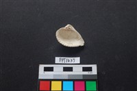 貝殼藏品圖，第2張