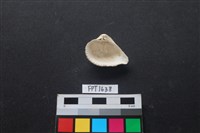 貝殼藏品圖，第2張