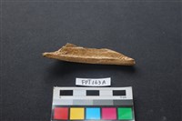 偶蹄類動物骨藏品圖，第2張