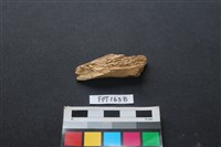 偶蹄類動物骨藏品圖，第2張